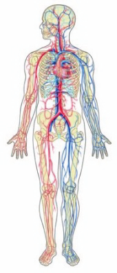 Zeolite-in-Body.png